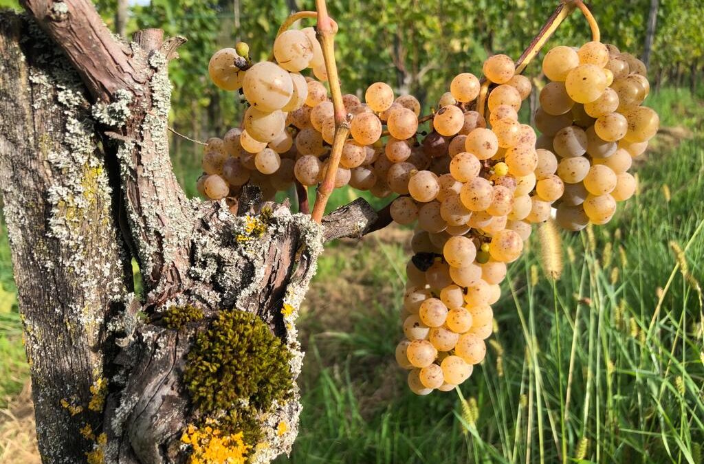 VITIFORST IM WEINBAU