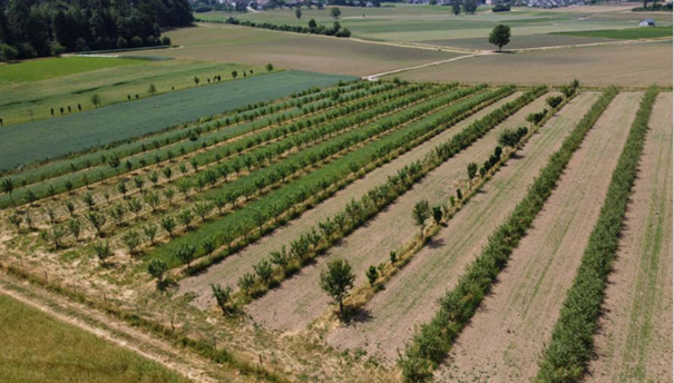 Einladung zur Baumschul-Exkursion: Vom Setzling zum Agroforst am 25. August 2026
